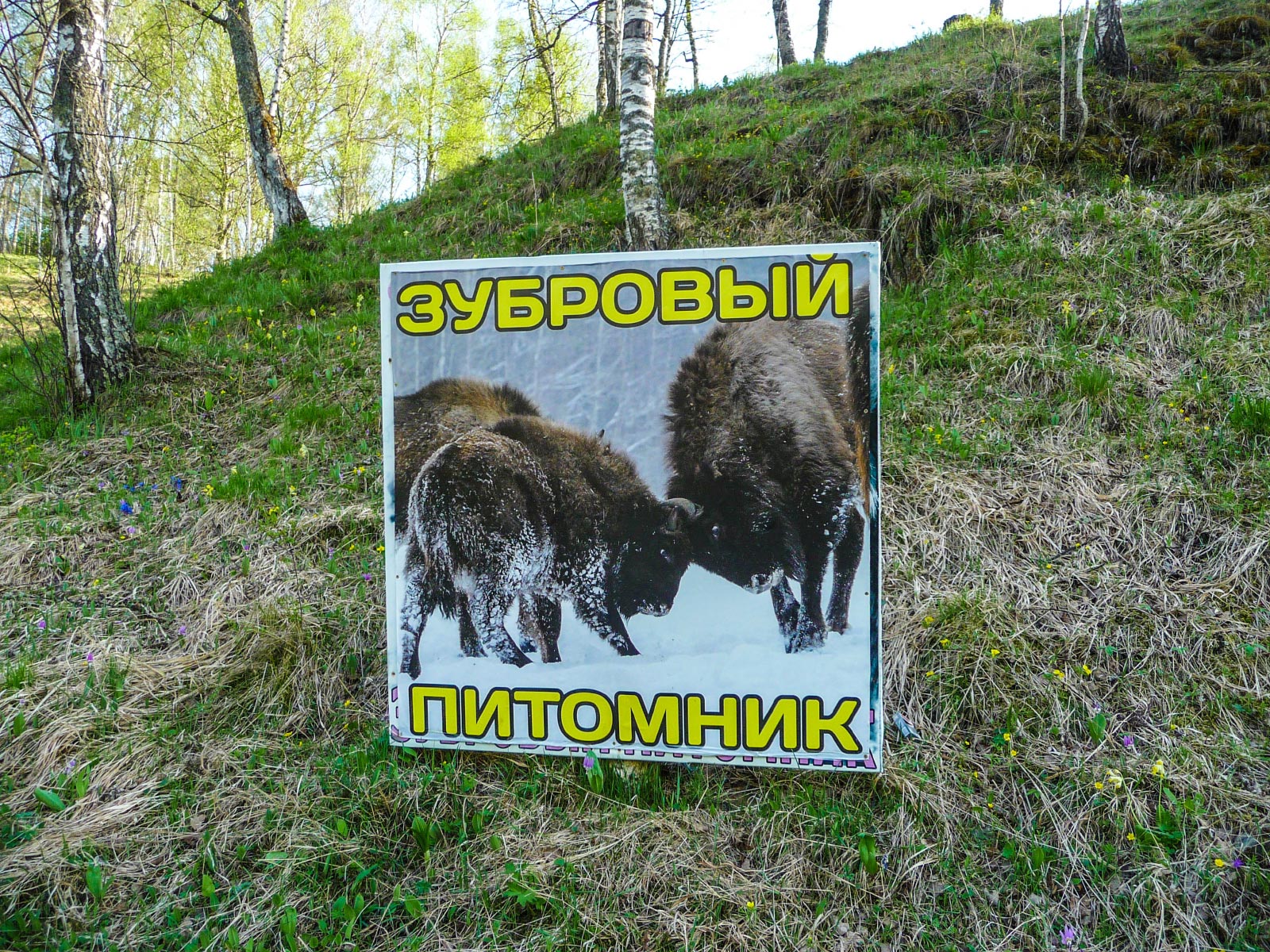 Cherga (Черга)